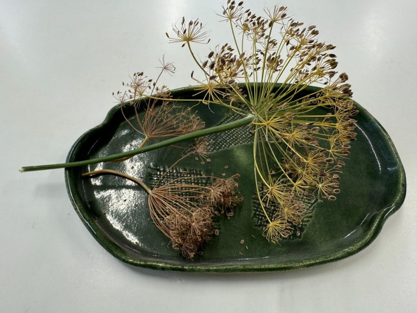 お皿に乗ったフェンネルの種